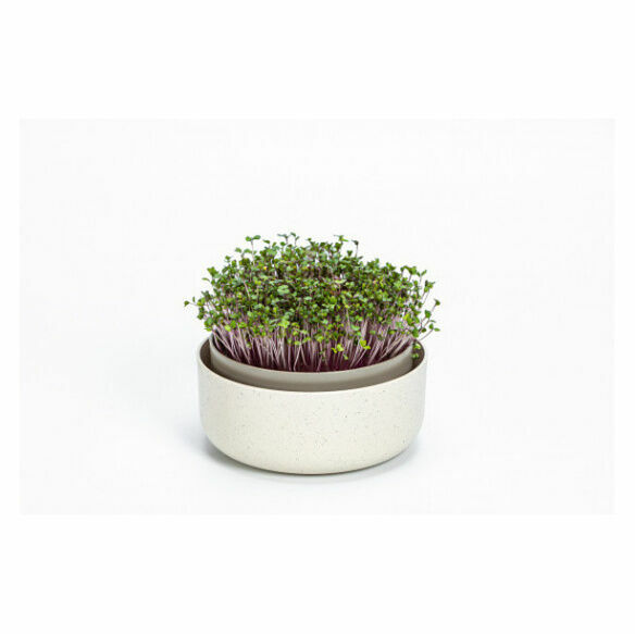 MICROGREENS Slonová kost porovnat ceny