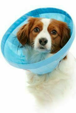 Límec Ochranný Buster Soft Flex Collar 12,5cm porovnat ceny